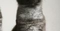 Lux Lior Vitus