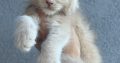 Maine Coon kandúr foglalható