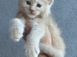 Maine Coon kandúr foglalható