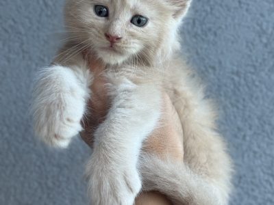 Maine Coon kandúr foglalható