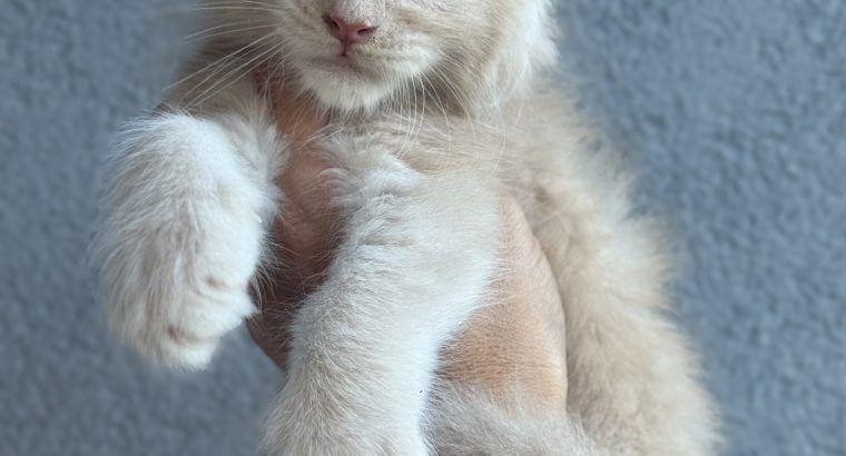 Maine Coon kandúr foglalható