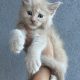 Maine Coon kandúr foglalható