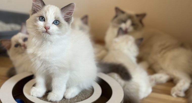 Blue bicolor Ragdoll kandúr eladó