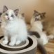 Blue bicolor Ragdoll kandúr eladó