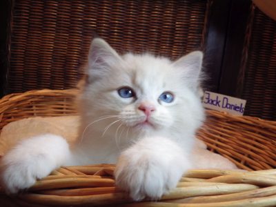 Jack-Daniels💖😍💖 Ragdoll cica!