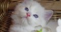 💖Kansas😍 💖 Ragdoll Boy