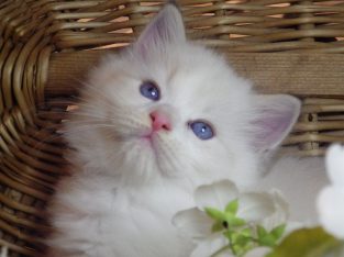 💖Kansas😍 💖 Ragdoll Boy