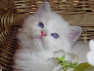 💖Kansas😍 💖 Ragdoll Boy
