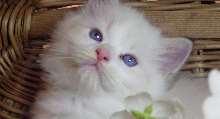 💖Kansas😍 💖 Ragdoll Boy