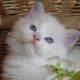 💖Kansas😍 💖 Ragdoll Boy