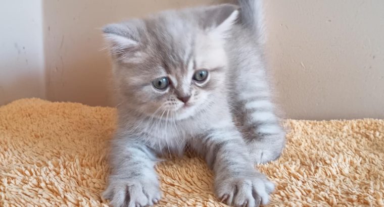 Lila makréla kandúr