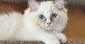 Blue bicolor Ragdoll kandúr eladó