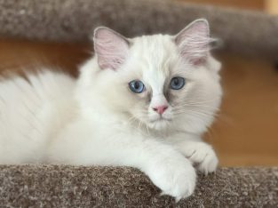 Blue bicolor Ragdoll kandúr eladó