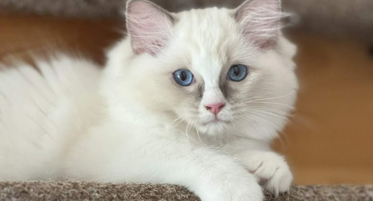 Blue bicolor Ragdoll kandúr eladó
