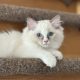 Blue bicolor Ragdoll kandúr eladó