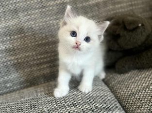 Blue bicolor Ragdoll kandúr eladó