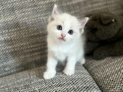Blue bicolor Ragdoll kandúr eladó