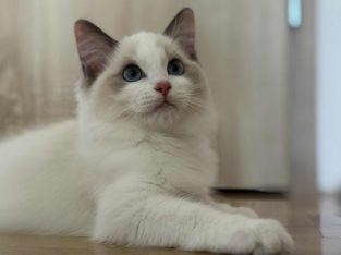 Blue bicolor Ragdoll kandúr eladó
