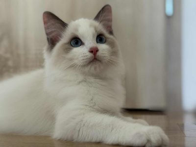 Blue bicolor Ragdoll kandúr eladó