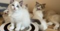 Blue bicolor Ragdoll kandúr eladó