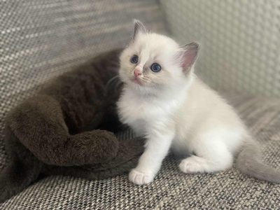 Blue bicolor Ragdoll kandúr eladó