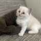 Blue bicolor Ragdoll kandúr eladó