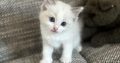 Blue bicolor Ragdoll kandúr eladó
