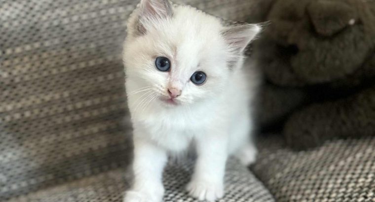 Blue bicolor Ragdoll kandúr eladó