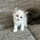 Blue bicolor Ragdoll kandúr eladó