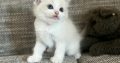 Blue bicolor Ragdoll kandúr eladó