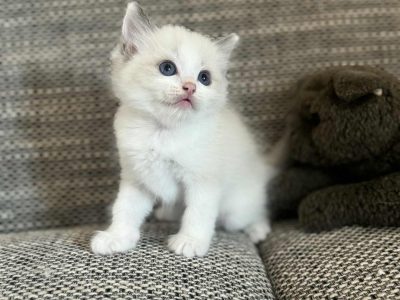 Blue bicolor Ragdoll kandúr eladó