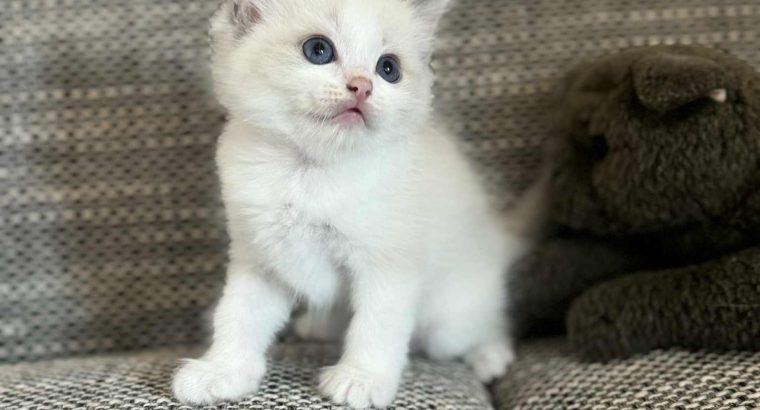 Blue bicolor Ragdoll kandúr eladó