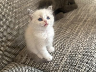Blue bicolor Ragdoll kandúr eladó