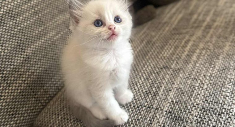 Blue bicolor Ragdoll kandúr eladó
