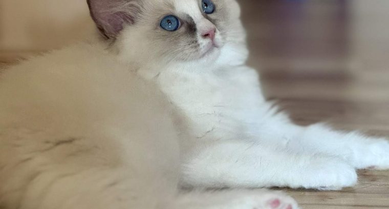 Blue bicolor Ragdoll kandúr eladó