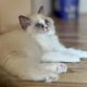 Blue bicolor Ragdoll kandúr eladó
