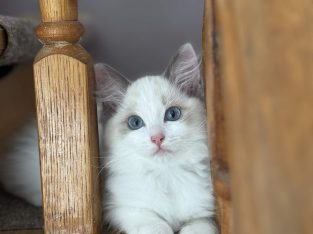 Blue bicolor Ragdoll kandúr eladó