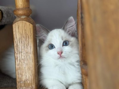 Blue bicolor Ragdoll kandúr eladó