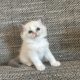 Blue bicolor Ragdoll kandúr eladó