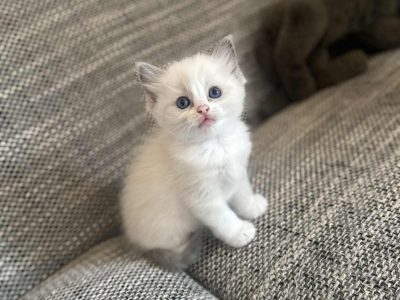 Blue bicolor Ragdoll kandúr eladó