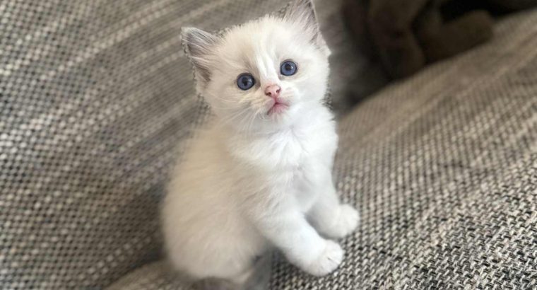 Blue bicolor Ragdoll kandúr eladó