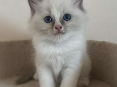 Blue bicolor Ragdoll kandúr eladó