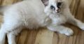 Blue bicolor Ragdoll kandúr eladó