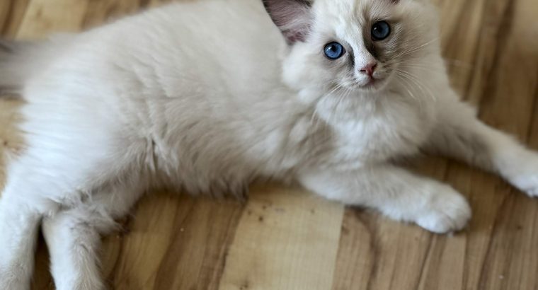 Blue bicolor Ragdoll kandúr eladó