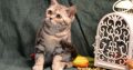 Fekete-ezüst tabby fiú