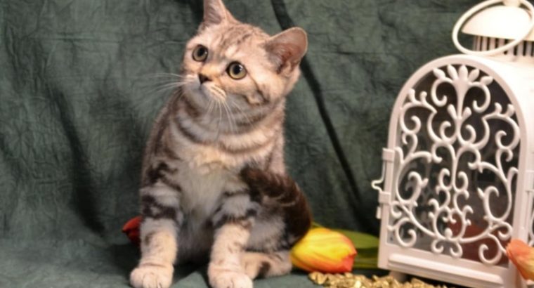 Fekete-ezüst tabby fiú
