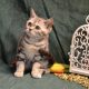 Fekete-ezüst tabby fiú