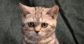 Fekete-ezüst tabby fiú
