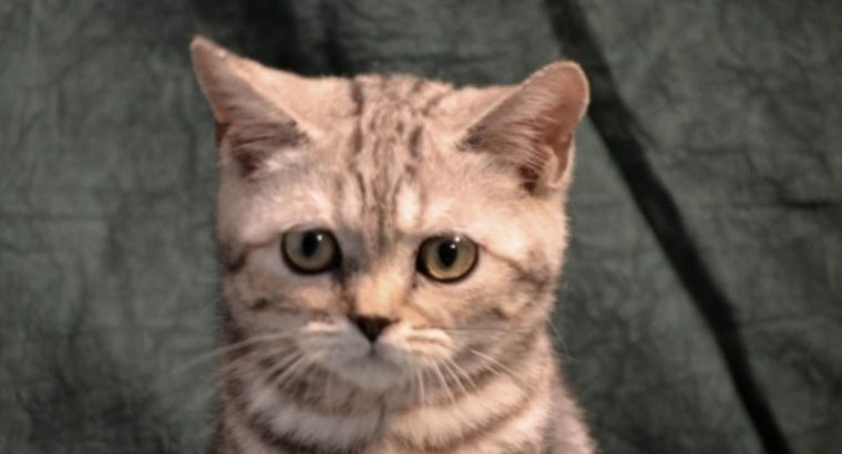 Fekete-ezüst tabby fiú