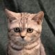 Fekete-ezüst tabby fiú